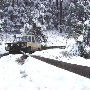 black-snake-lano-ARB-5